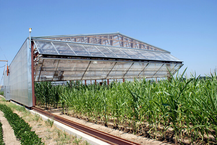 Featured image for Tree Crop Workshop