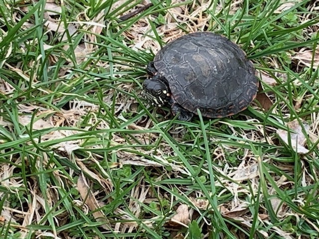 Shell-rific Turtles