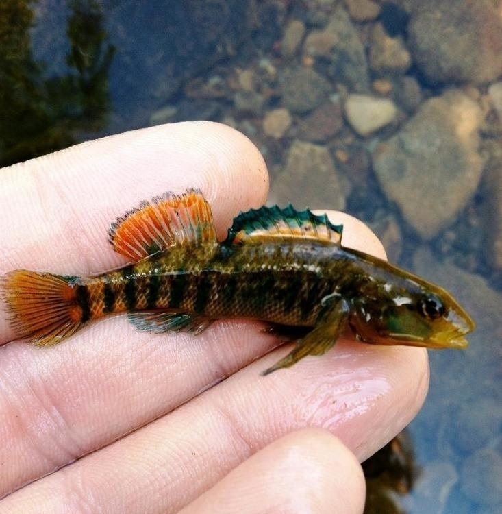 Creek Critters