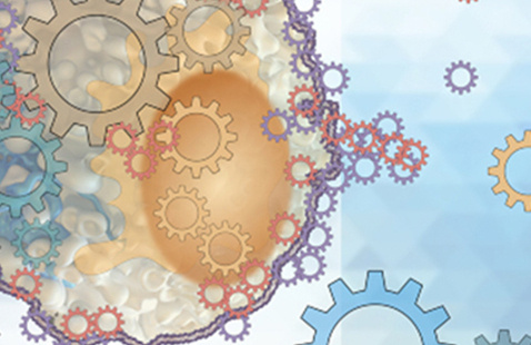 Image of Center for Engineering MechanoBiology 