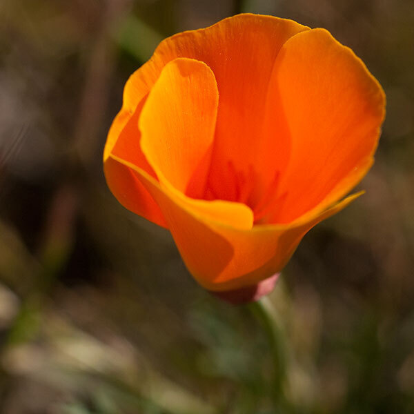 Alcoholics Anonymous Tuesday Meeting at Rogers House