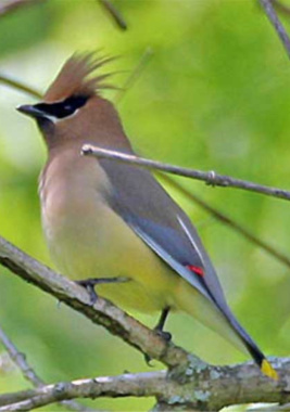 Evening Bird Walk