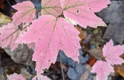 Image of Fall Foliage Hike (Registration Required)