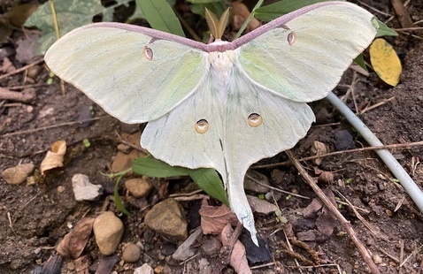 A luna moth at Brown County State Park