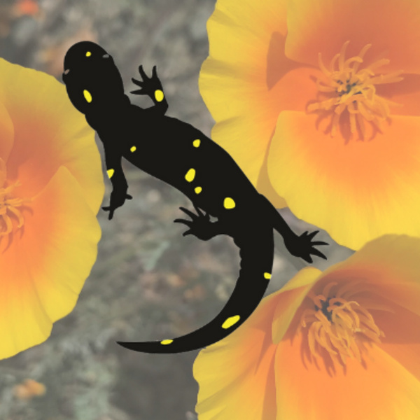 Photo of salamander and poppies