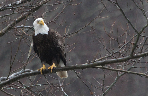 Image of Eagle Watch