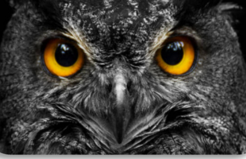 Image of Nocturnal Senses Night Hike
