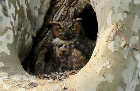 Image of Family Science Night: Owl Prowl                       