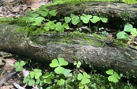 Image of 7 hikes in 7 weeks