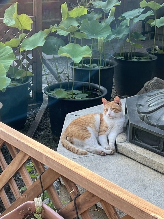 Japan StudentFaculty Research Presentations Oberlin College and