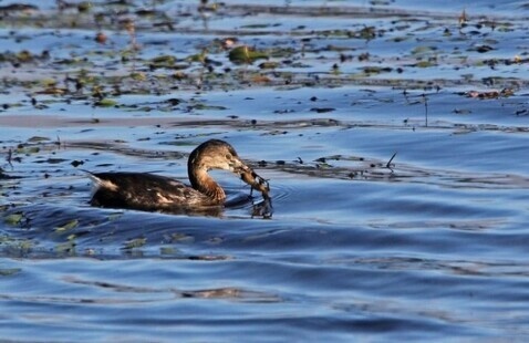 Image of Wildlife Watch