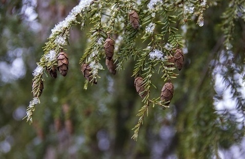 Hemlock tree branch with cones dusted by snow.