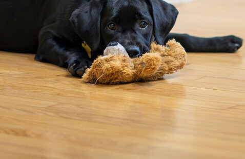 UNT Police Department’s comfort dog, Clover