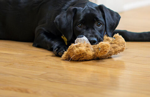 UNT Police Department’s comfort dog, Clover