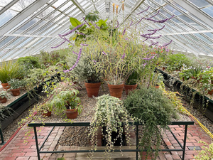 Image of Talcott Greenhouse open hours