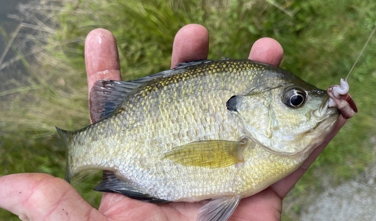 Nature Explorers Camp (Ages 6,7 & 8)