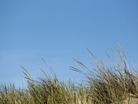 Event image for Summer Open House