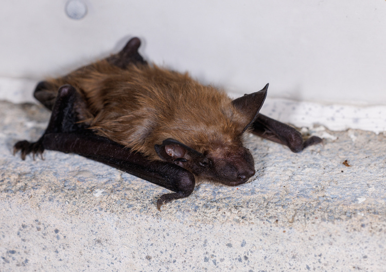 Counting Bats at Salt Springs State Park