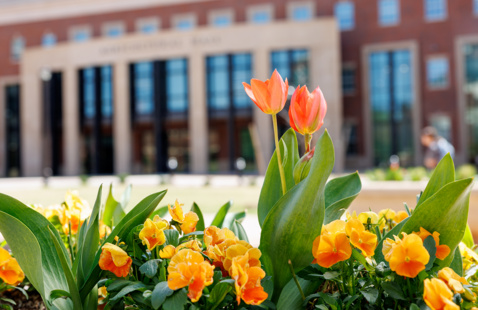 A bed of orange flowers in front of a building.