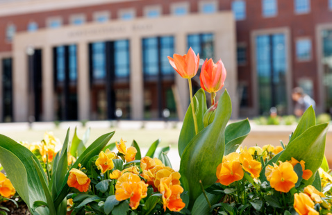 A bed of orange flowers in front of a building.