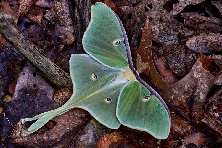 Moth Night