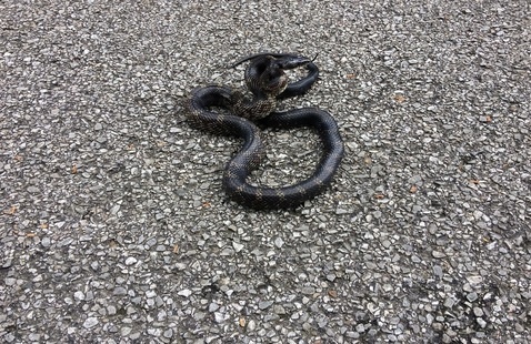 snake