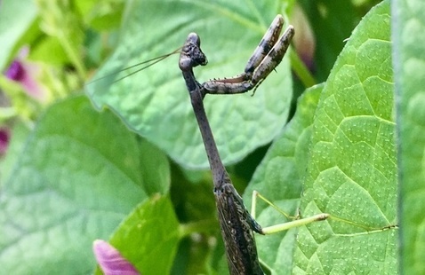 Praying Mantis