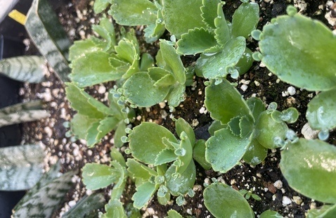 Photograph of plants.