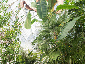 Plants inside the Greenhouse