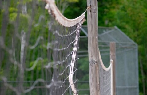Image of Women's Club Volleyball - Grass Volleyball on Walker Lawn