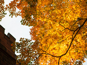 A view looking up at a campus building turret, a tree in fall color.