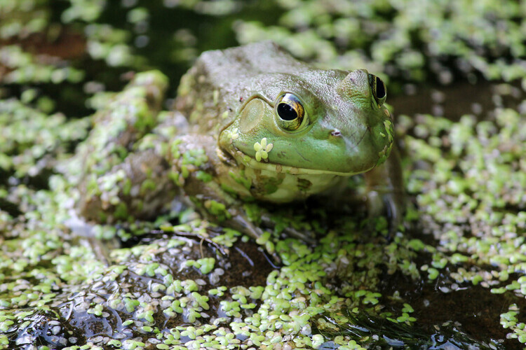 Funny Frogs