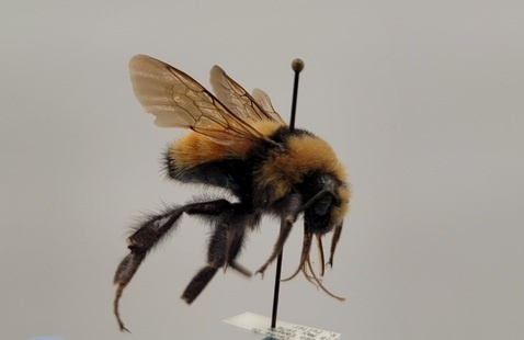 photo of a bee