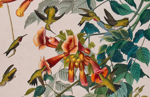 Nine green hummingbirds with red throats hover around green, leafy branches with red flowers. 