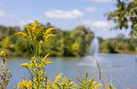 An image of flowers near Lake Oakton.