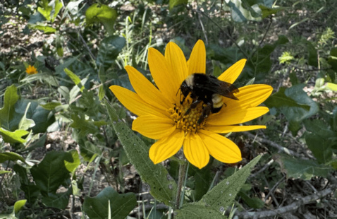 A bumble bee in the center of a yellow flower surrounded by other plants.