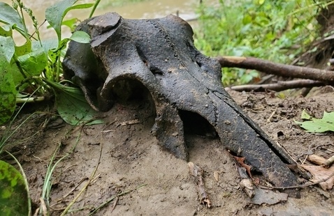 Image of Scary Skulls