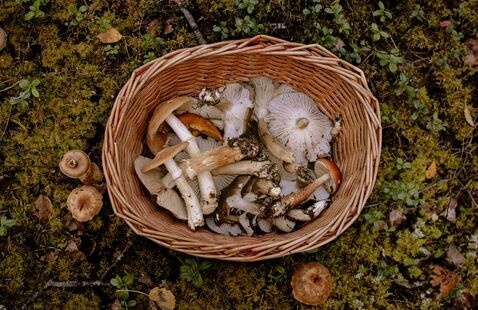 Image of Native Fall Foraging
