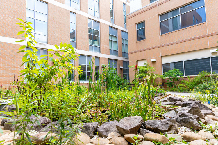 Department of Ecology, Evolution, and Organismal Biology Showcase