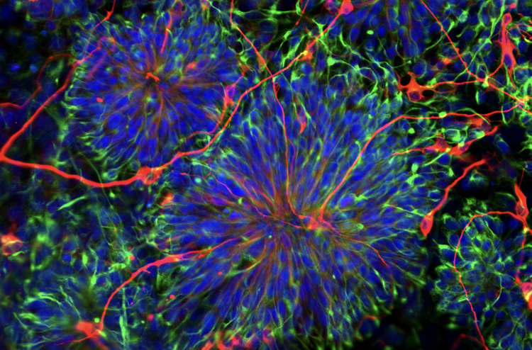 USC Stem Cell Distinguished Speaker Seminar Series