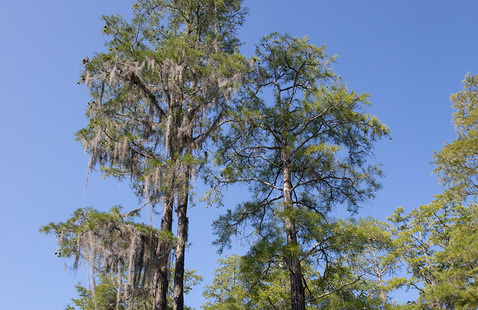 Two trees with bushy branches.