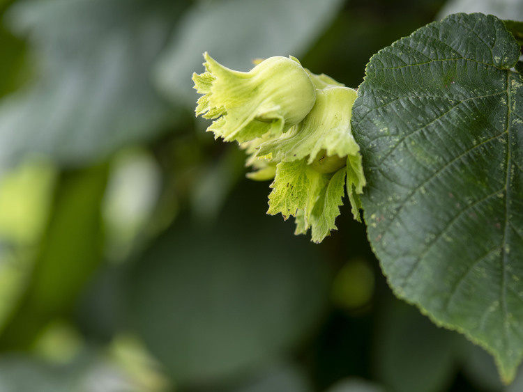 Featured image for Center for Agroforestry 2025 Hazelnut Workshop