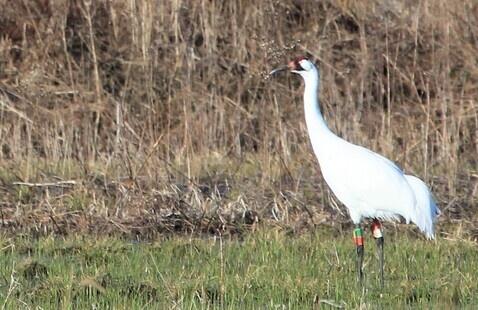 Whooping crane standing in field