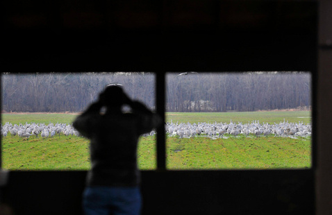 person viewing sandhill cranzes through binoculars