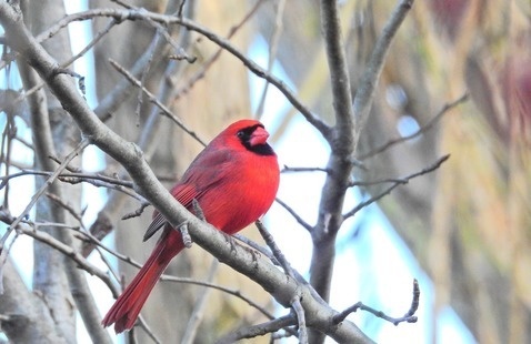 Image of Sunday Morning Bird Walk