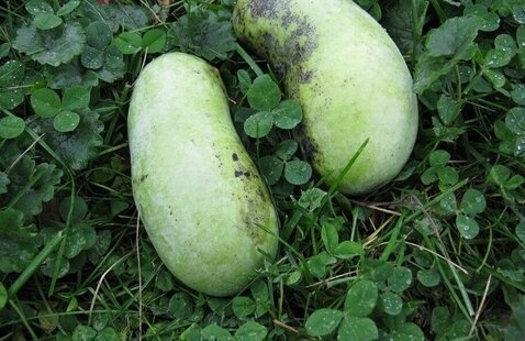pawpaw fruit