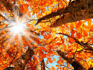 Image of Saturday Afternoon Meditation