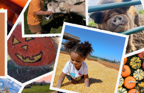 Different pictures of a child playing in corn, pumpkins, a jack-o-lantern, farm animals.