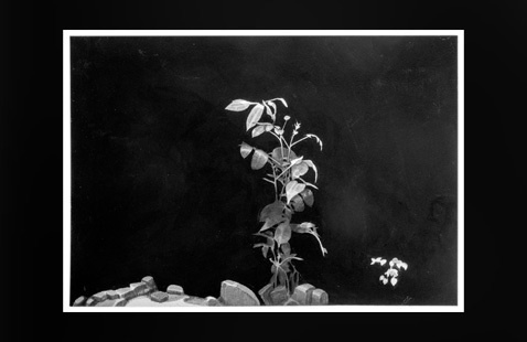Appears to be a black and white paintaing of flower leaves and stones by Jack H. Breslow.
