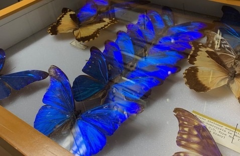 Insect specimens